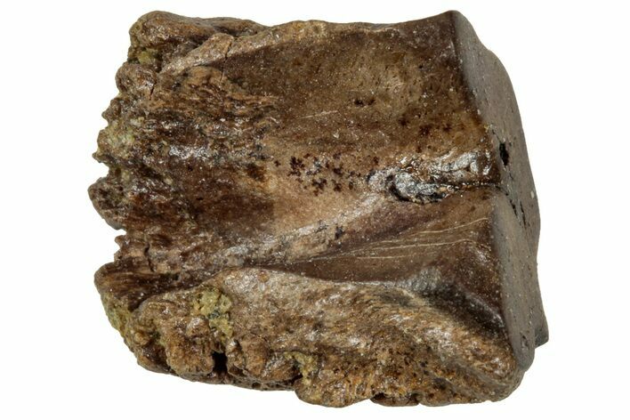 Fossil Triceratops Shed Tooth - Wyoming #358165